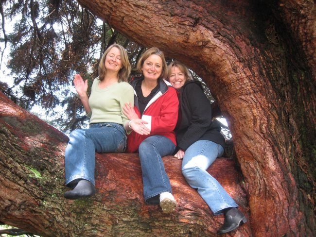 3 sisters in giant sequoia