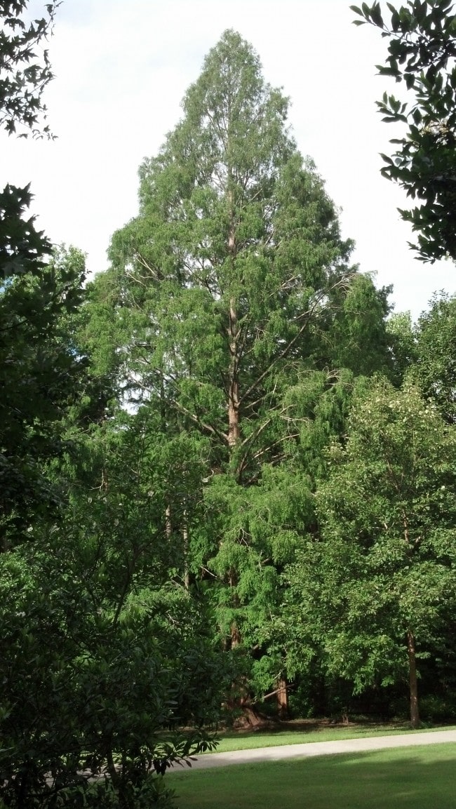 Alabama dawn redwood Davis Arboretum