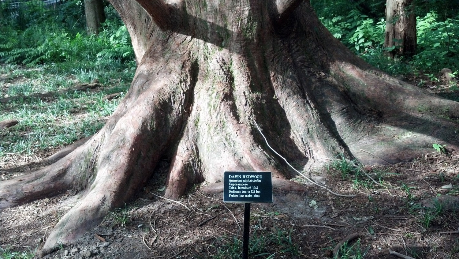 Alabama dawn redwood Davis Arboretum roots 2