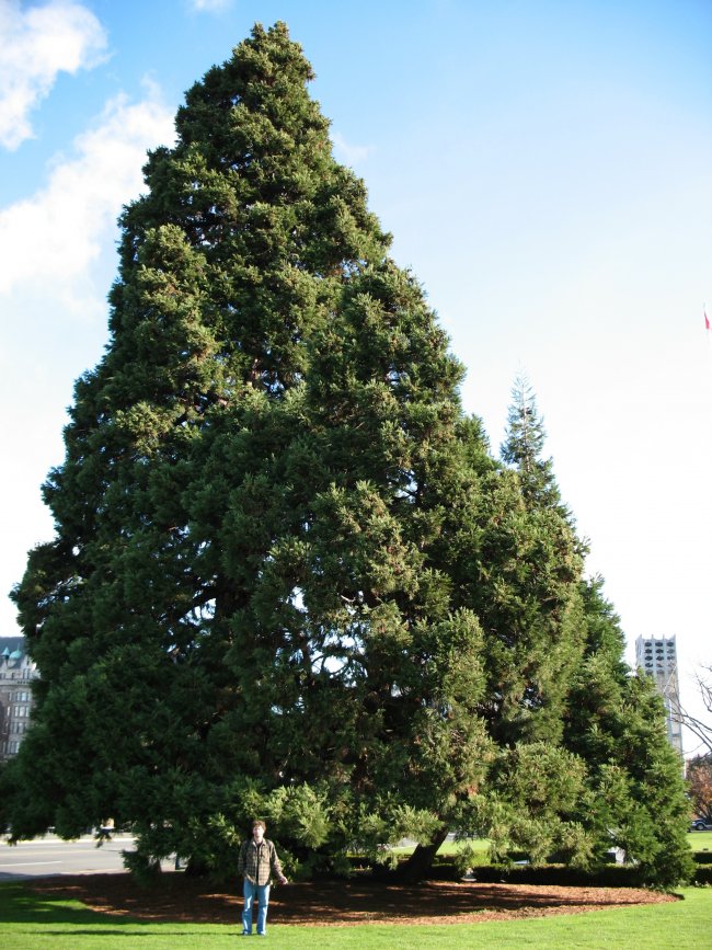 BC parliament giant sequoia 2