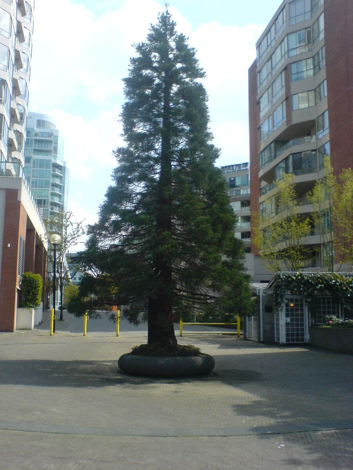 BC alley tree