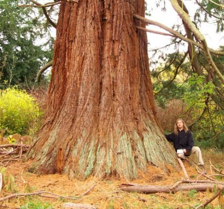 Belgium Giant Sequoia