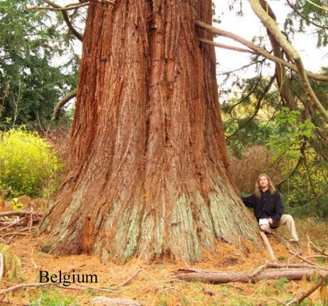 Belgium giant sequoia