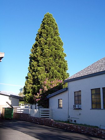 Bishop church giant sequoia