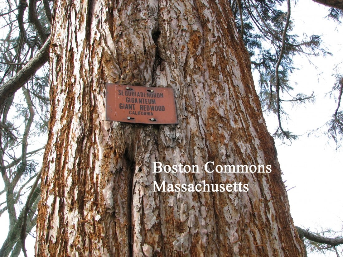 Boston Commons Massachusetts giant sequoia