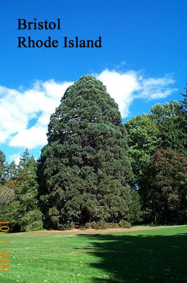 Bristol giant sequoia