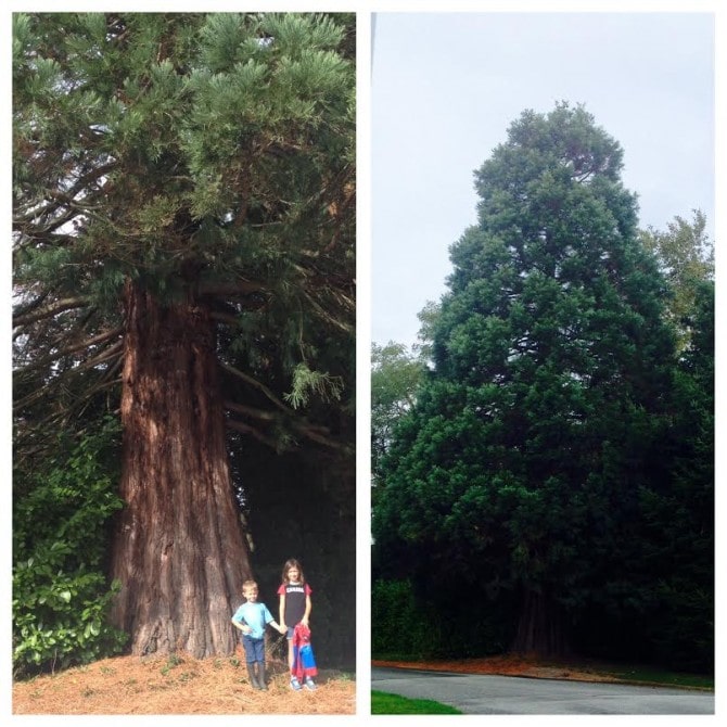 British Columbia giant sequoia 2