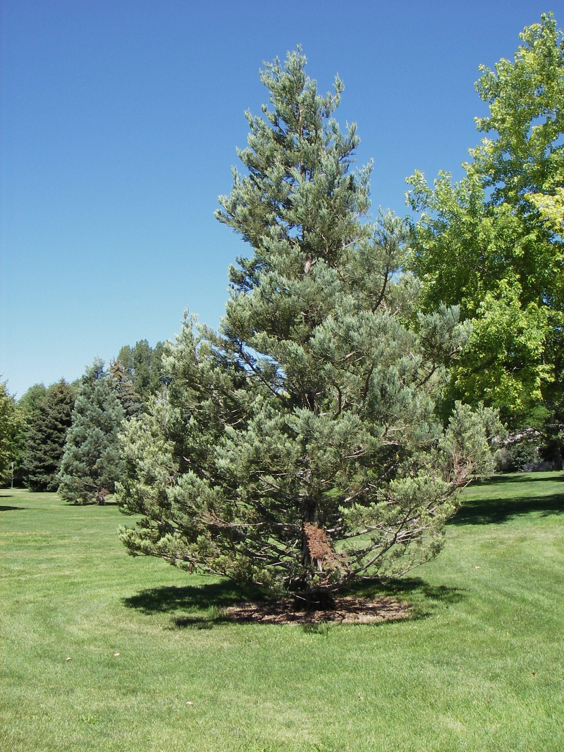 Fort Collins Eldora Park tree 2