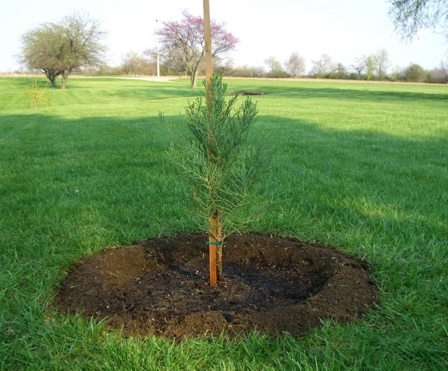 Gary Zimmers giant sequoia planting example