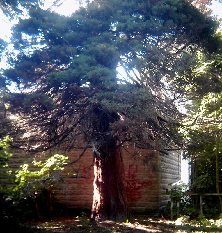 Geneva Sequoia 1