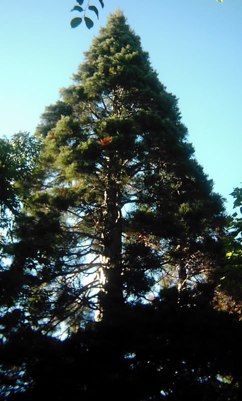 Geneva Sequoia 6