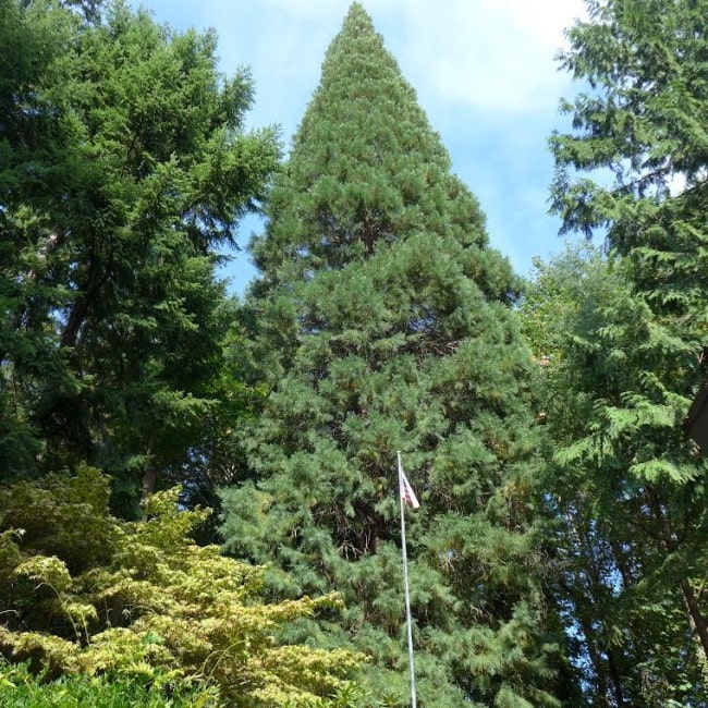 Giant Sequoia Bellvue Washington 2