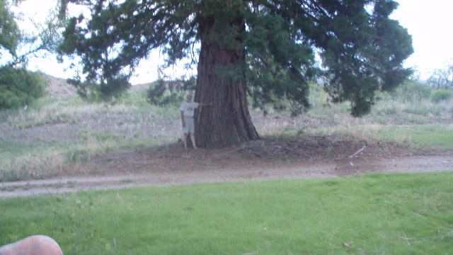 Gila Valley tree Rusty