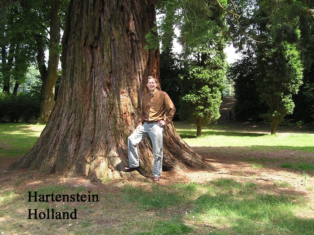 Hartenstein Holland giant sequoia