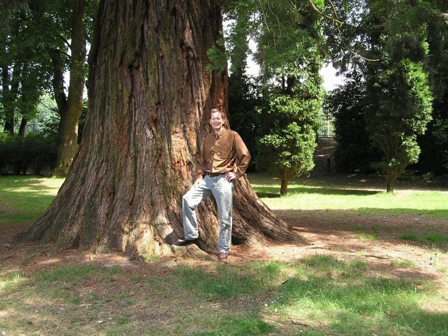 Hartenstein Holland giant sequoia 2