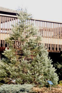 Hazel Smith Giant Sequoia