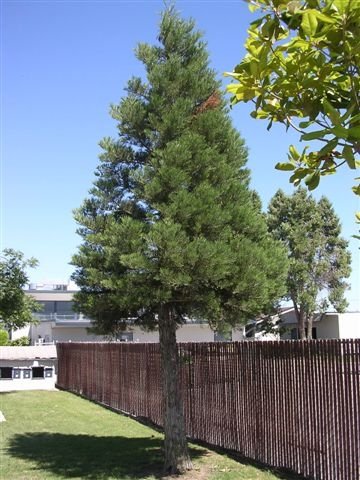 Houghton Kearney Tree
