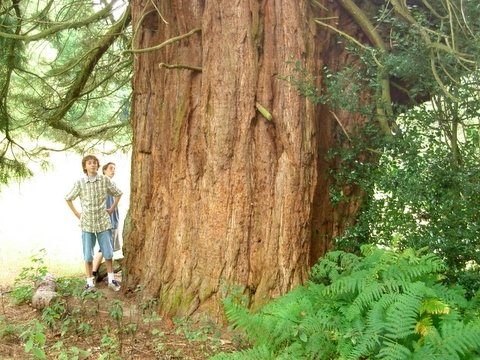 Luke Bradley England giant sequoia
