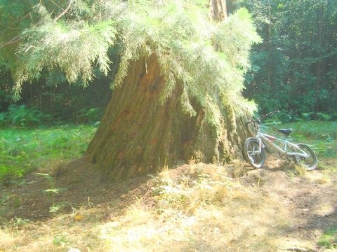 Luke Bradley giant sequoia 2