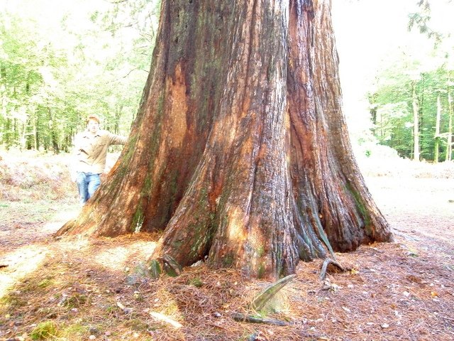 Luke giant sequoia trunk 10.30
