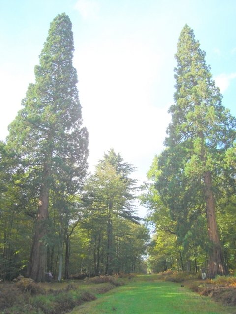 Luke road with giant sequoia 10.30