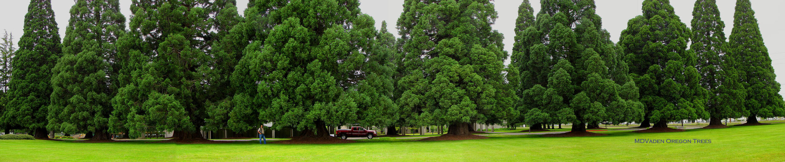MD Vaden Oregon trees