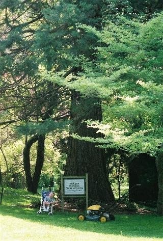 Michigan tree