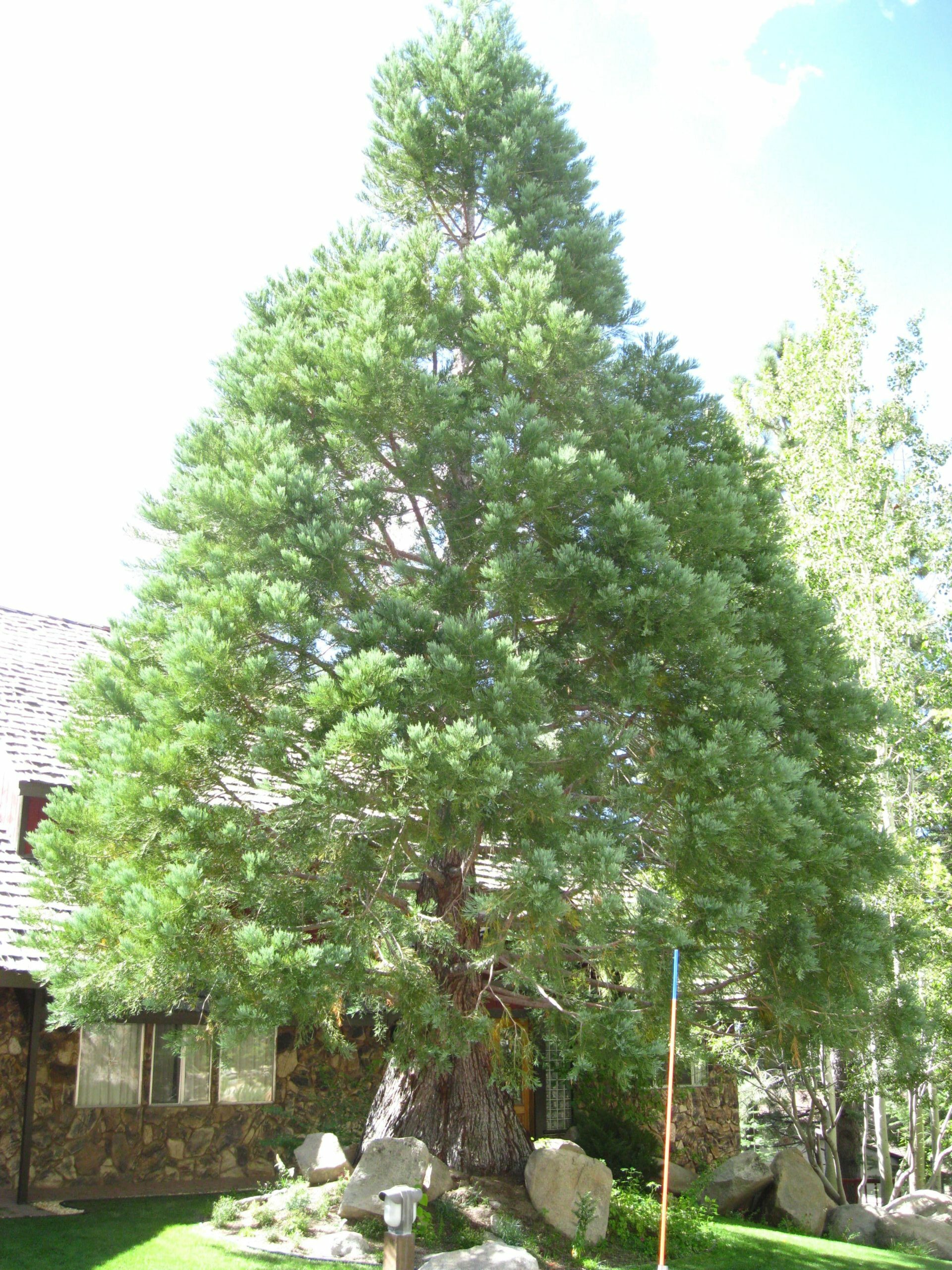 Nevada GSLT South Tahoe trunk