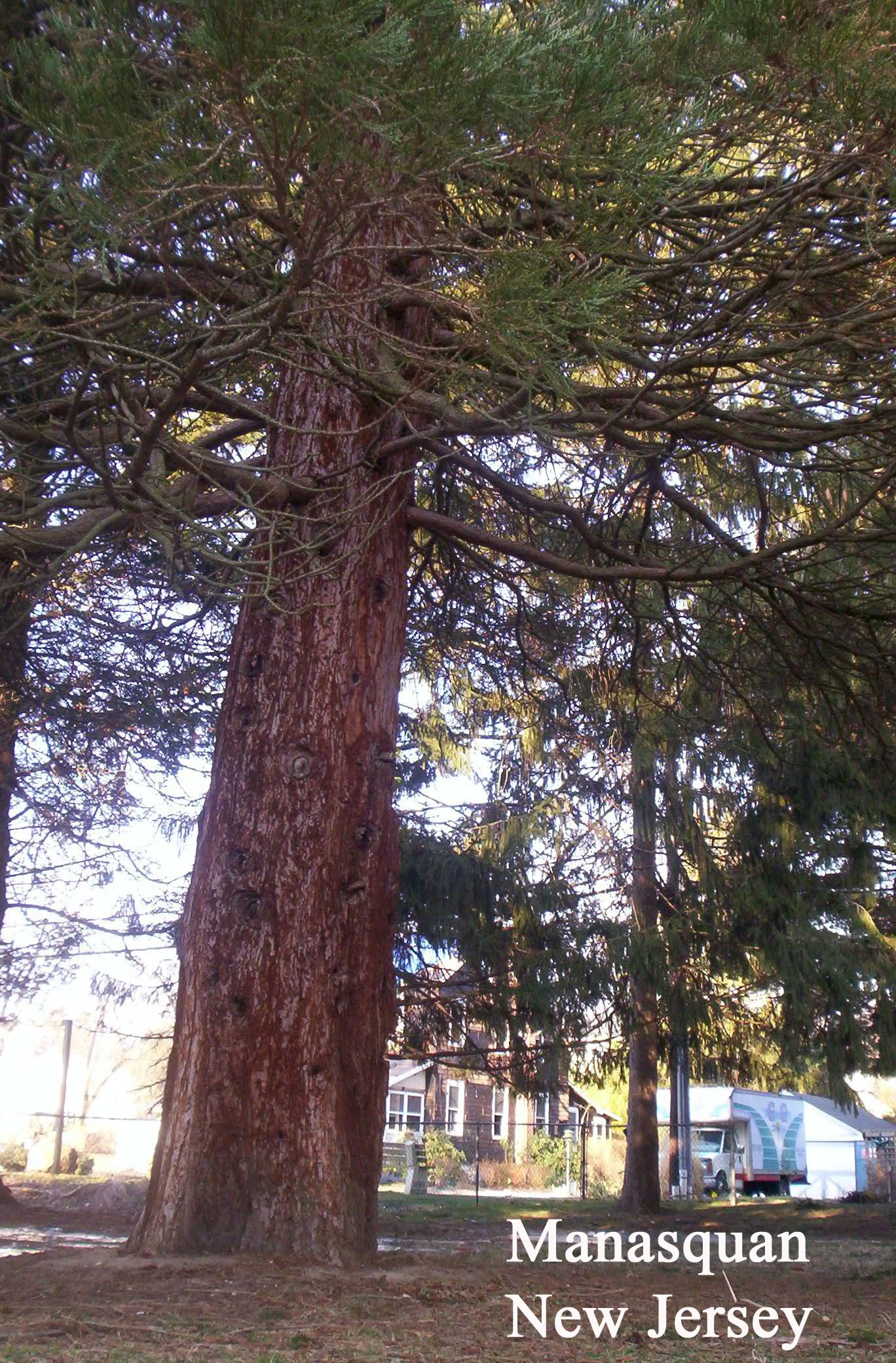New Jersey giant sequoia