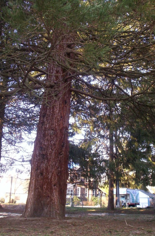 New Jersey giant sequoia 1