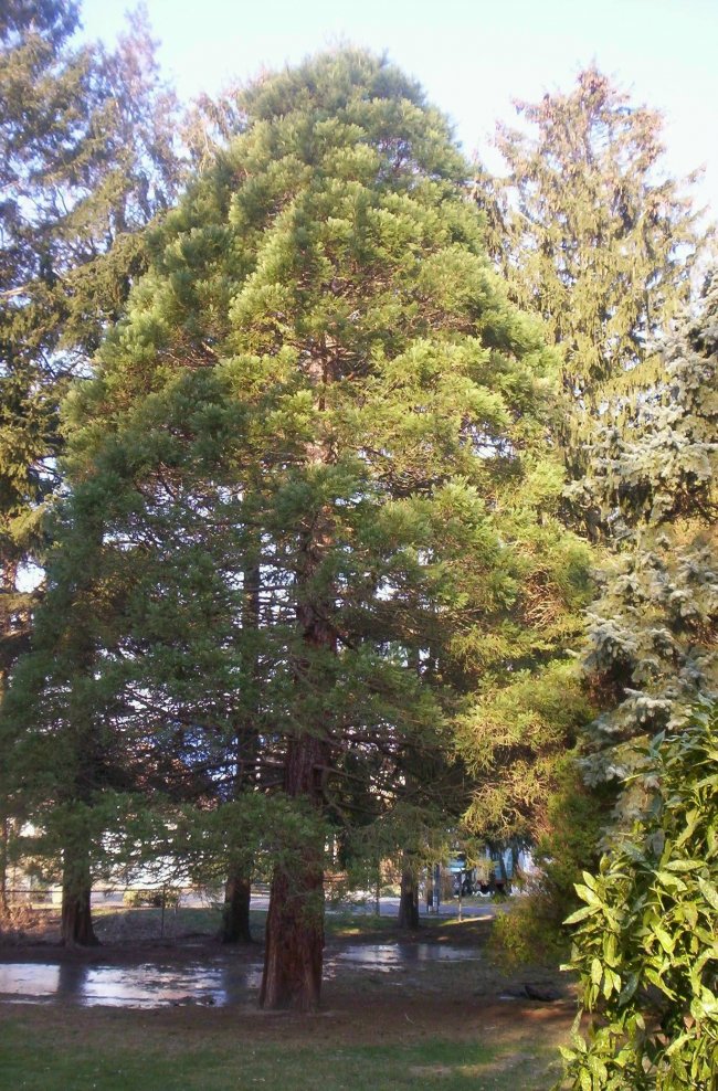 New Jersey giant sequoia 2