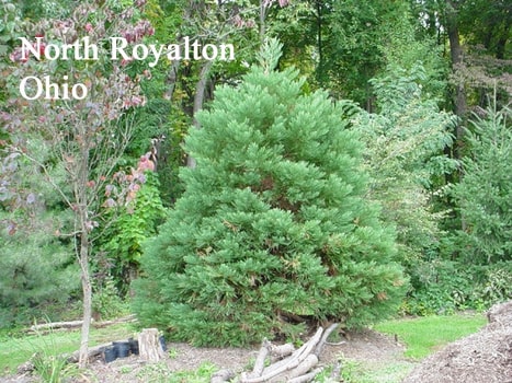 North Royalton Ohio tree