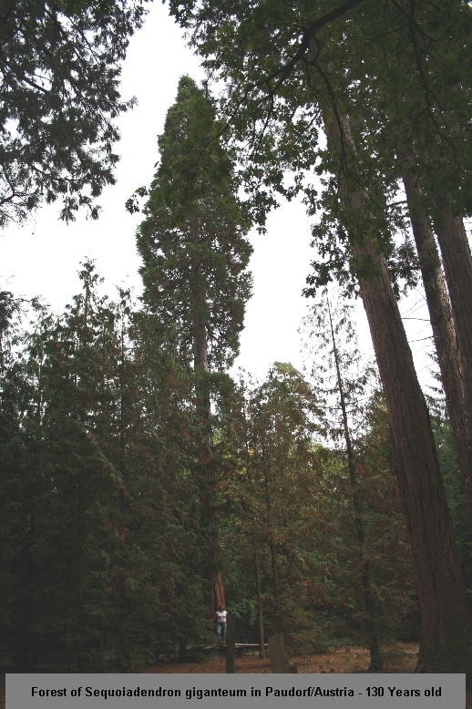 Paudorf Sequoia Tree