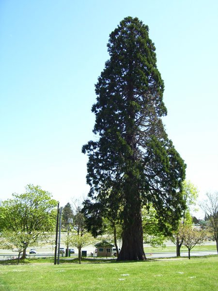 Point Defiance Park giant sequoia