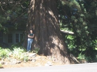 Prospect Oregon giant sequoia