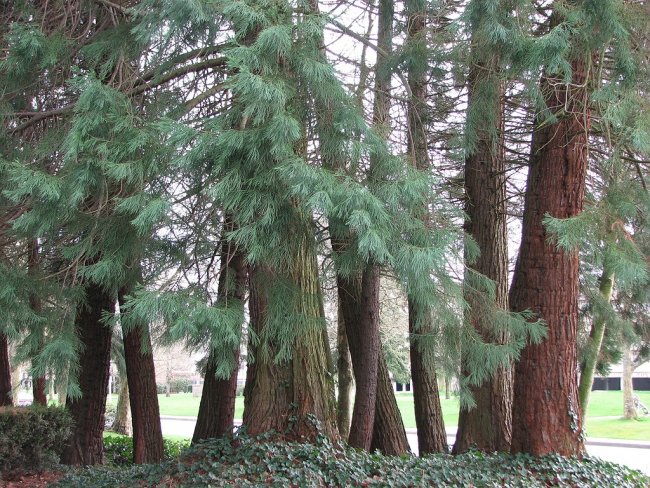 Richmond BC Canada giant sequoia grove 3