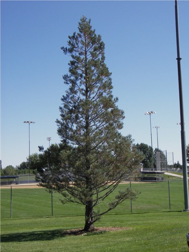 Roland Moore Park tree 2 Fort Collins colorado