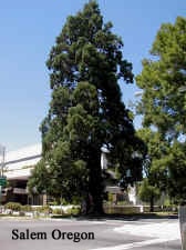 Salem Oregon giant sequoia