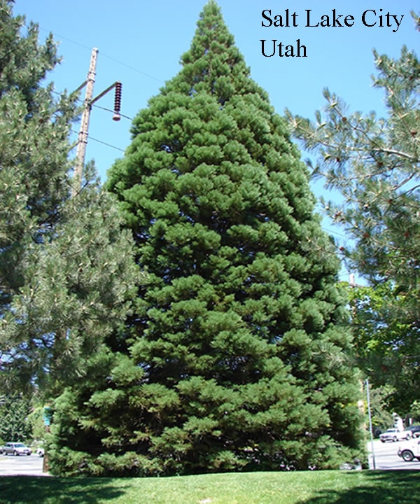 Salt Lake City Utah giant sequoia