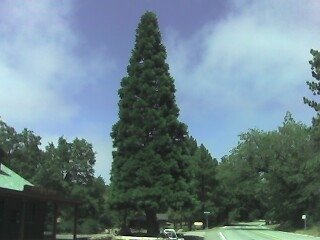 San Diego County giant sequoia