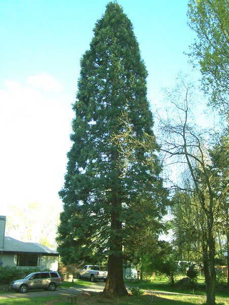 SeaTac Washington giant sequoia