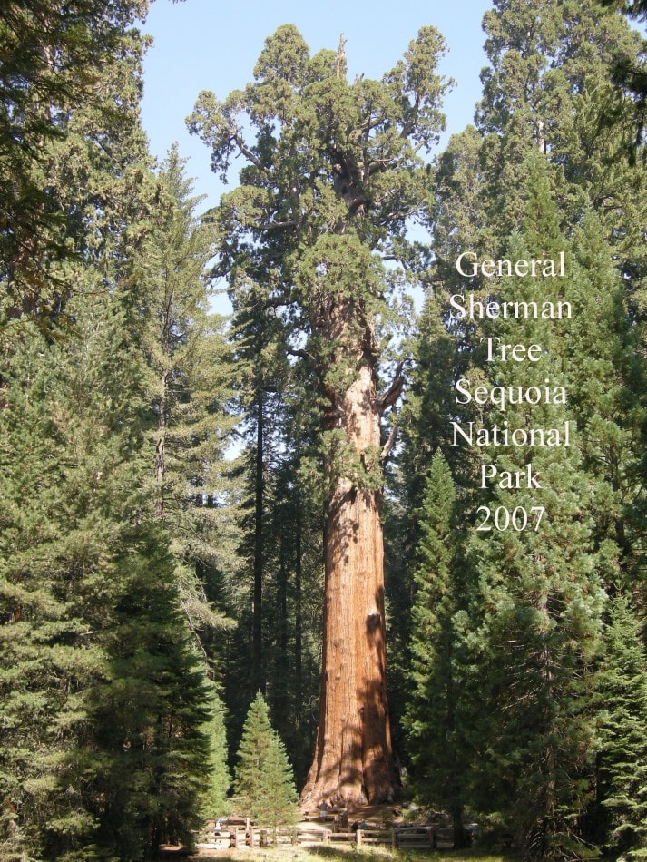 General Sherman Tree Sequoia National Park 014