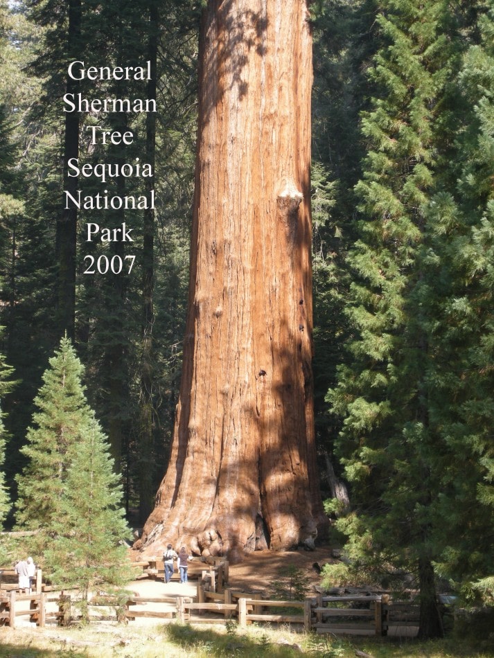 Sequoia 019
