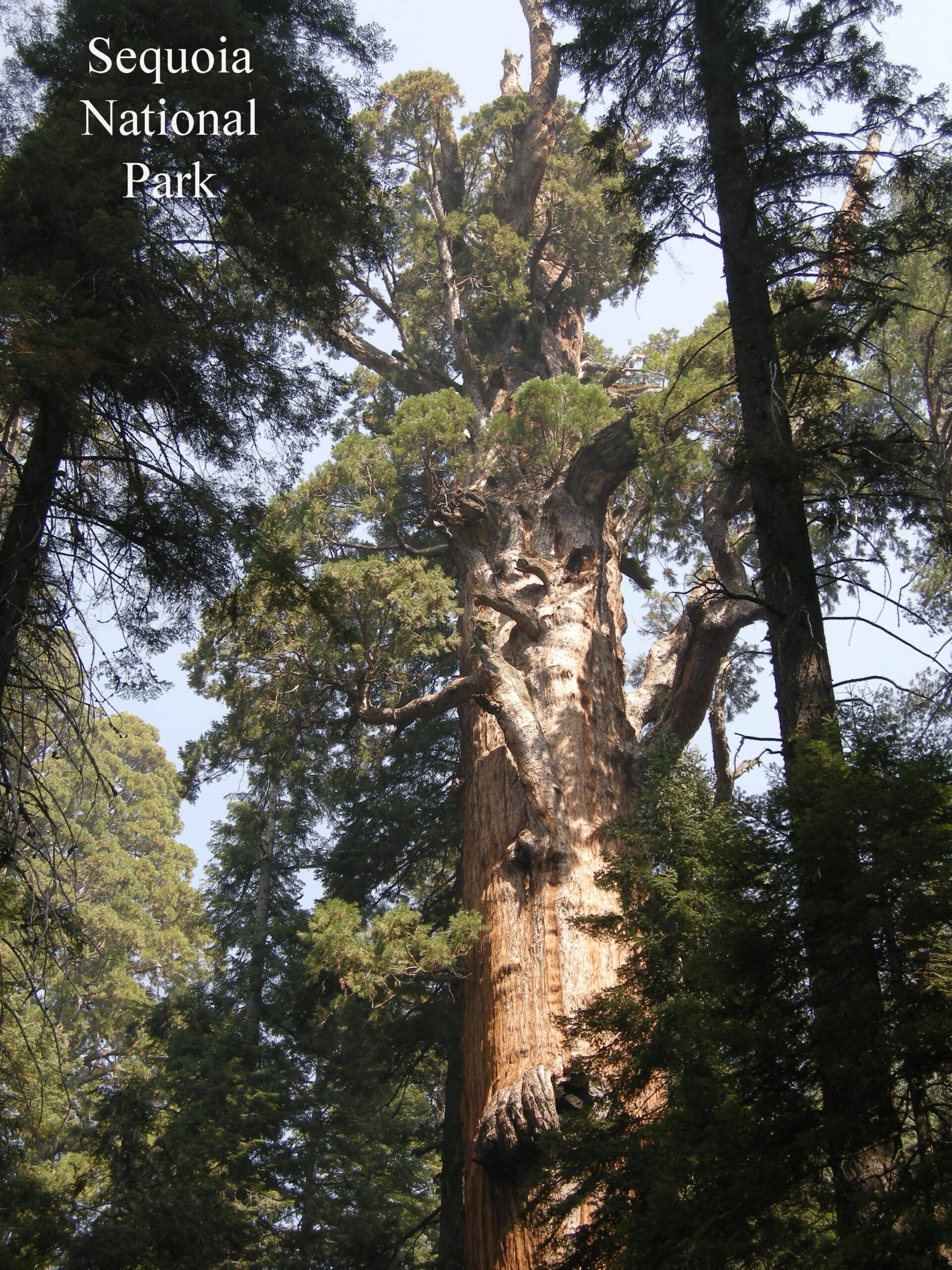 Sequoia 040