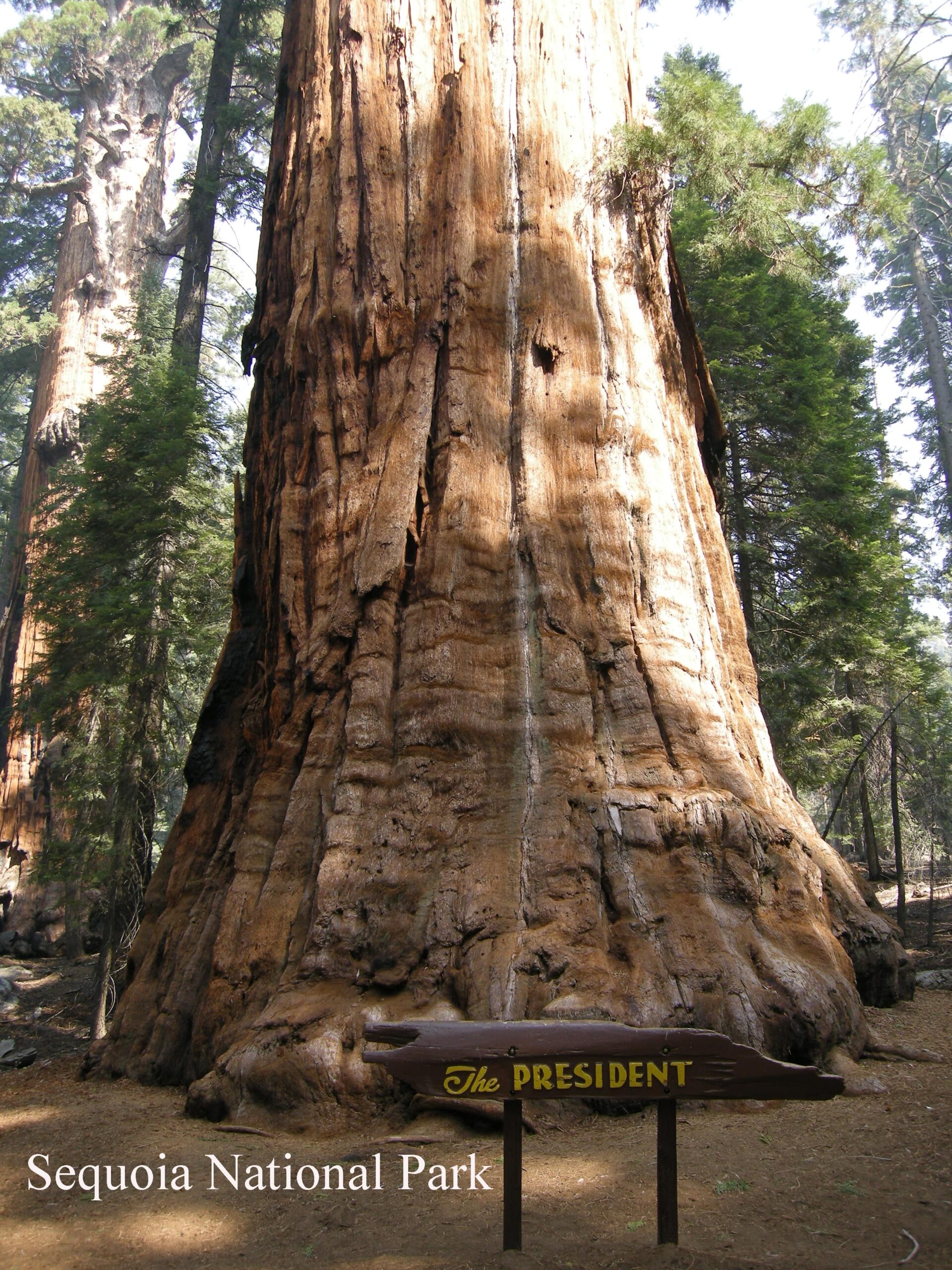 Sequoia 041