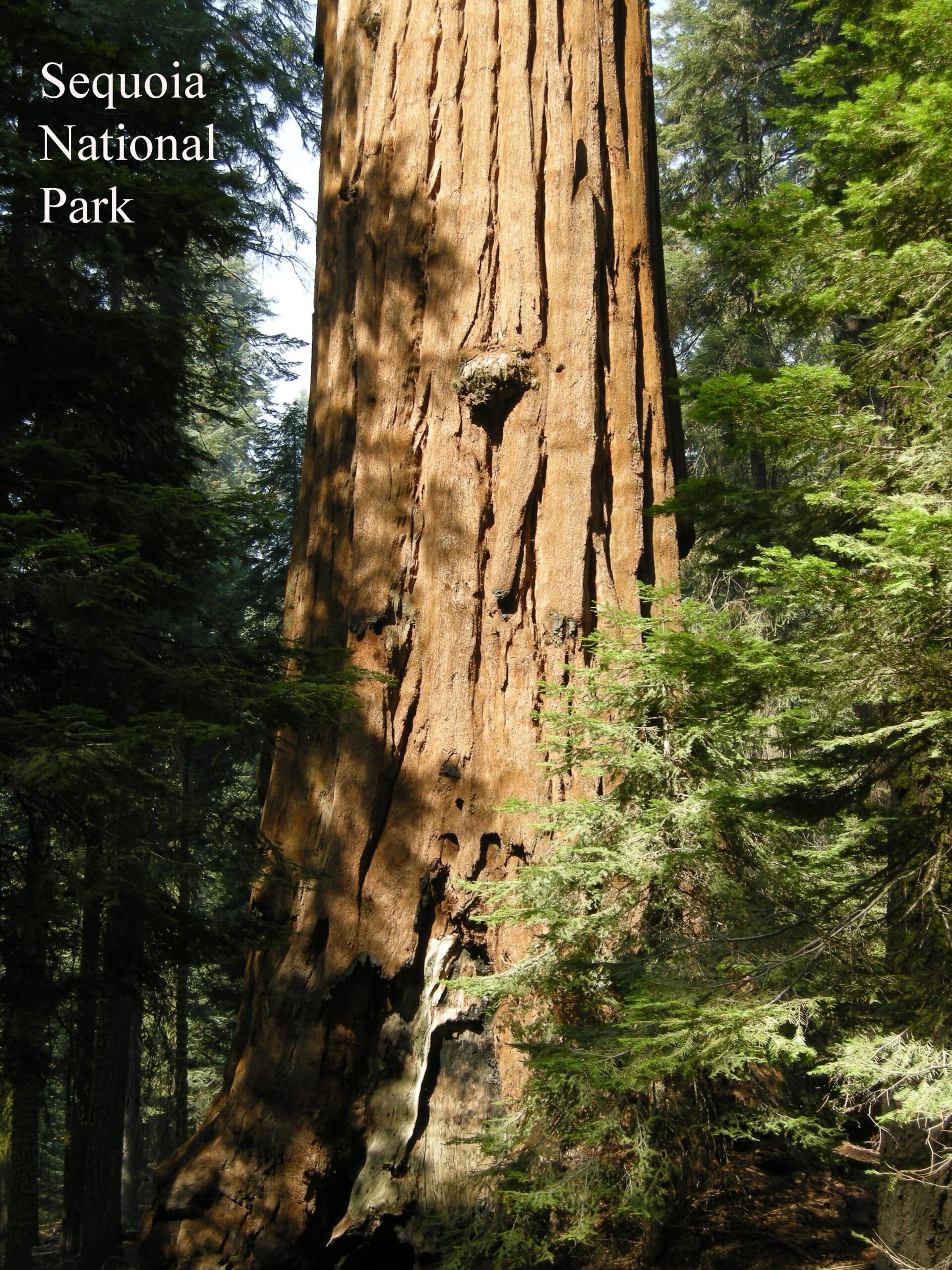 Sequoia National Park 054