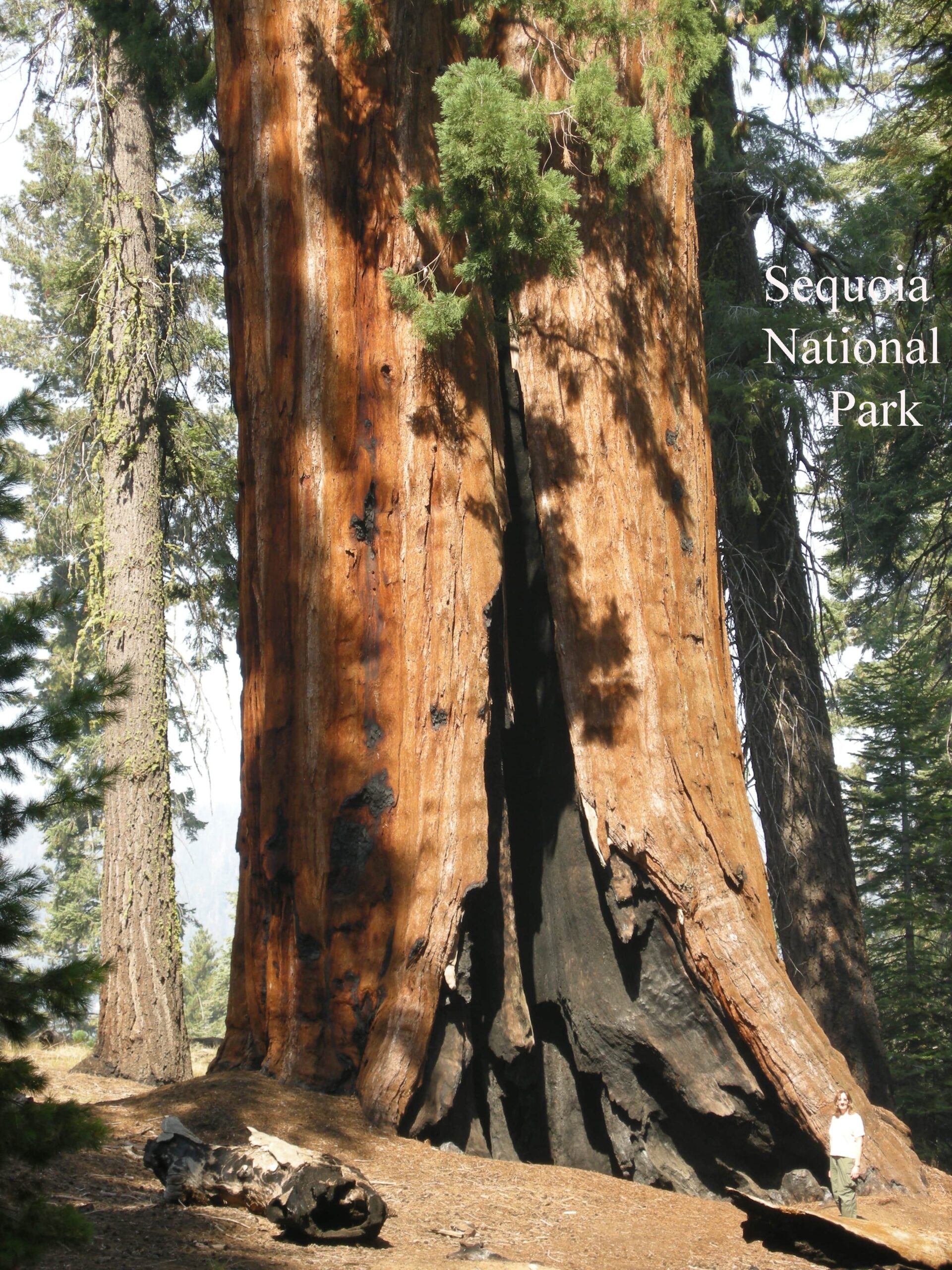 Sequoia 068