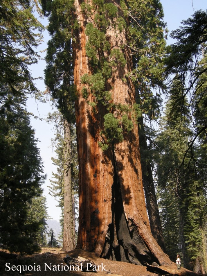 Sequoia 069