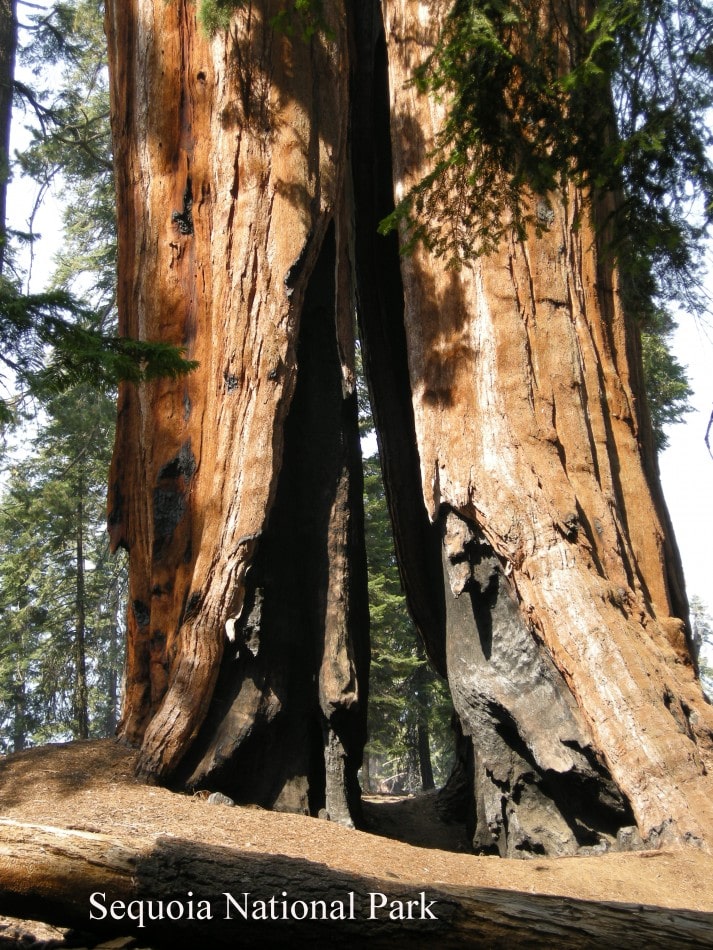 Sequoia 070