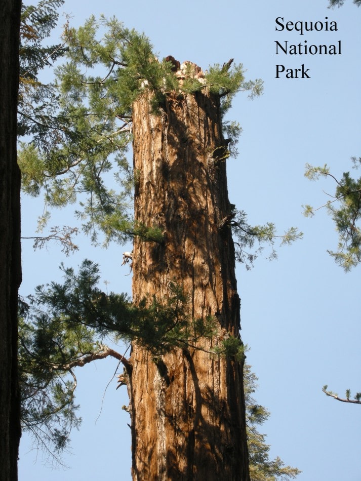 Sequoia 090